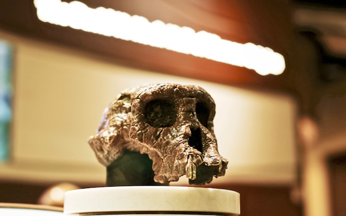 Fossil skull exhibit at Smithsonian National Museum of Natural History.