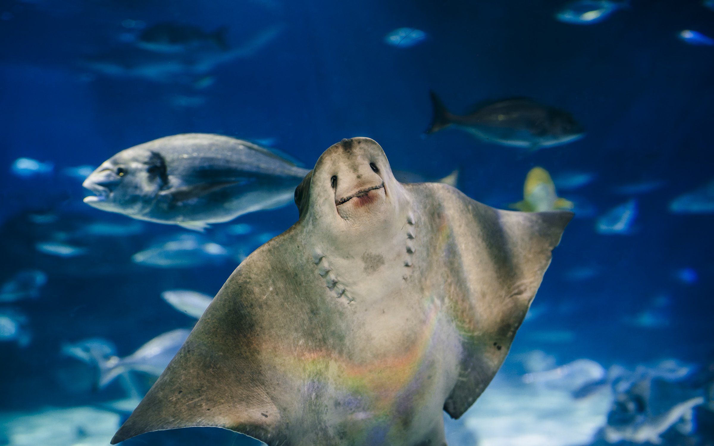 Ray swimming at Barcelona Aquarium.