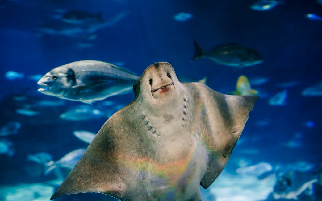 Ray swimming at Barcelona Aquarium.