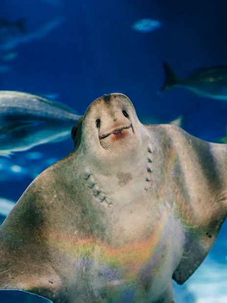Ray swimming at Barcelona Aquarium.
