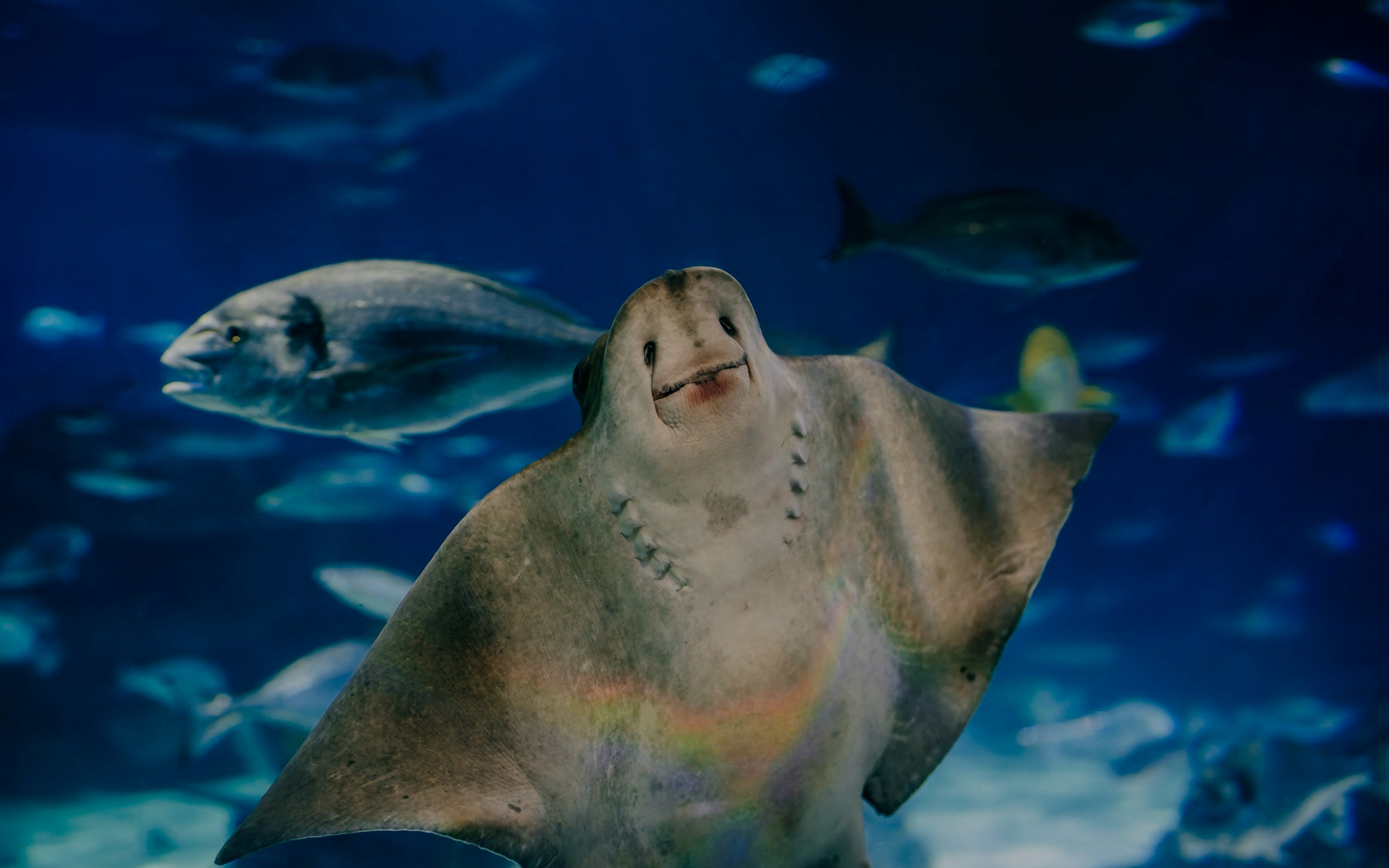 Rays