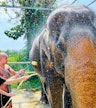 Phuket Elephant Care Sanctuary Naithon