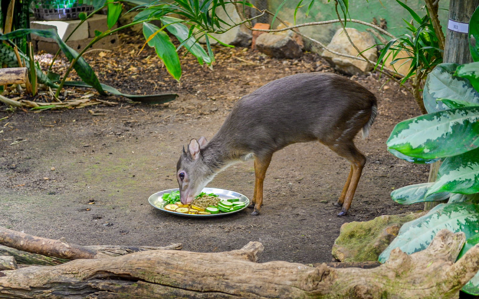 Blue Duiker