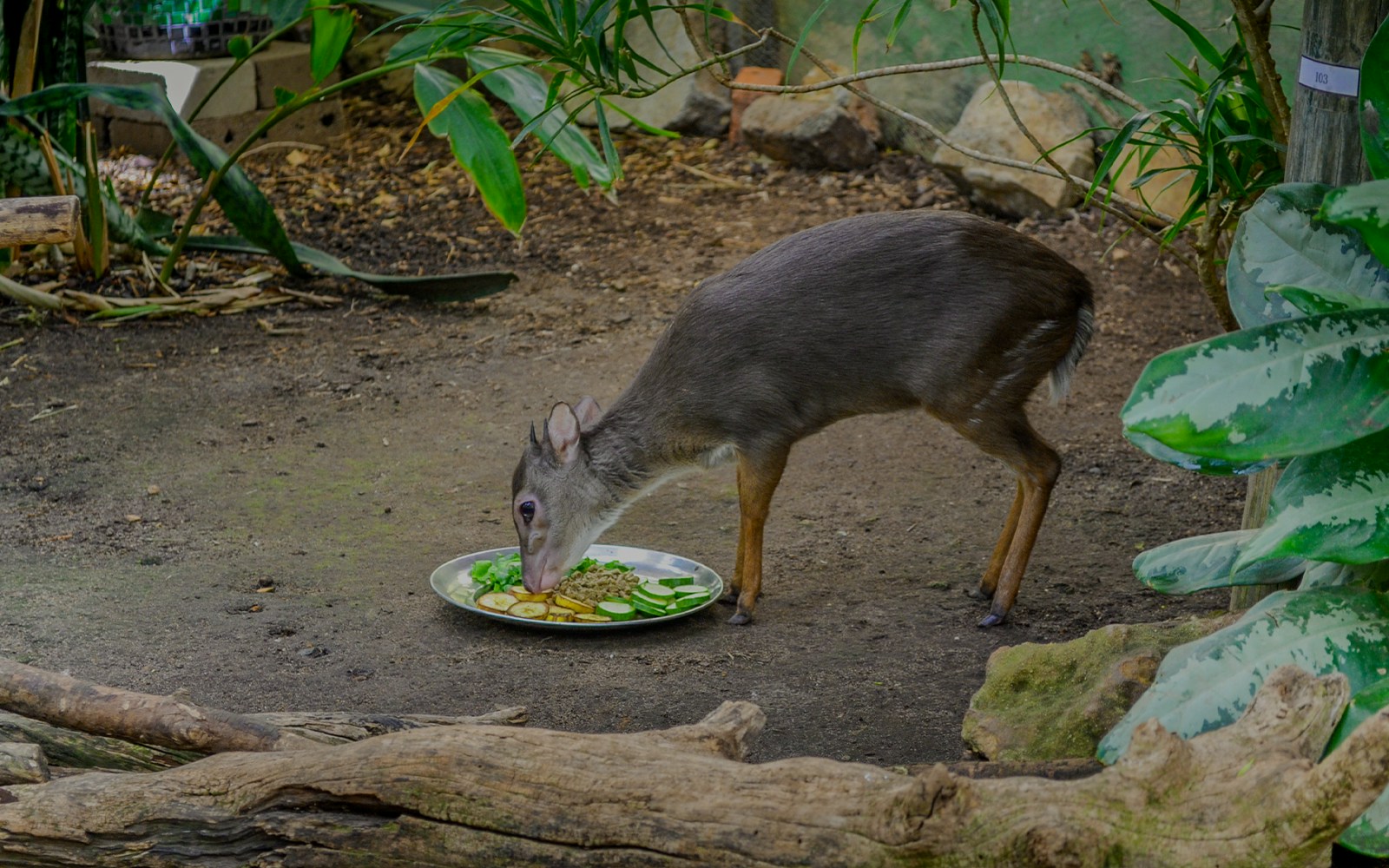 Blue Duiker