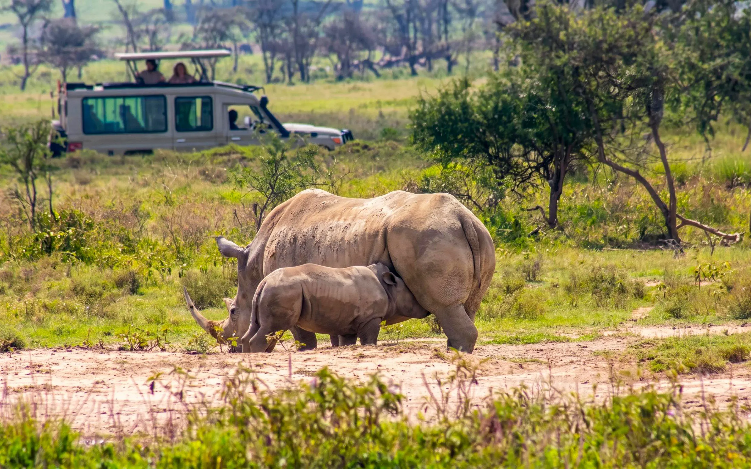 Rhinos grazing in Masai Mara with safari vehicle in background.