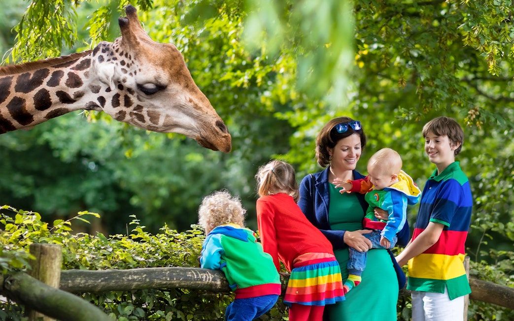 Family observing a giraffe at San Diego Zoo during guided bus tour.