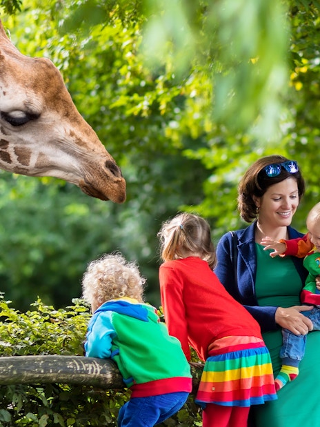 Family observing a giraffe at San Diego Zoo during guided bus tour.