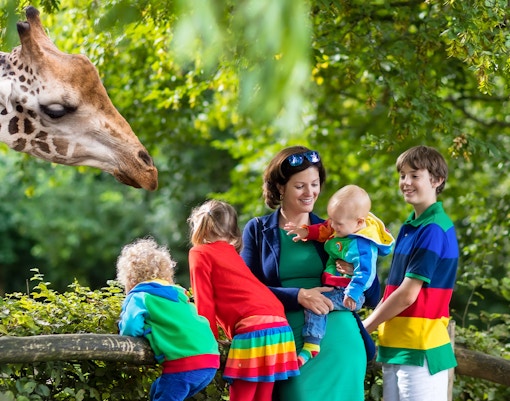 Family observing a giraffe at San Diego Zoo during guided bus tour.