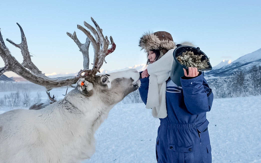 Reindeer being fed by a person in winter attire, showcasing Sami culture.