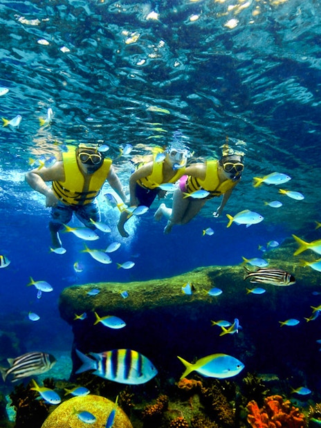 Snorkelers exploring vibrant marine life at Adventure Cove Waterpark.