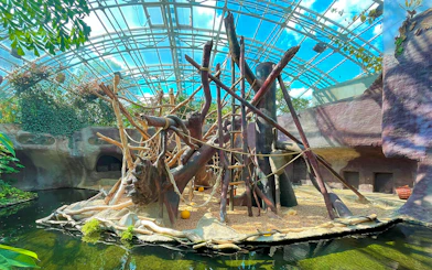 Prague Zoo indoor primate habitat with climbing structures and water feature.