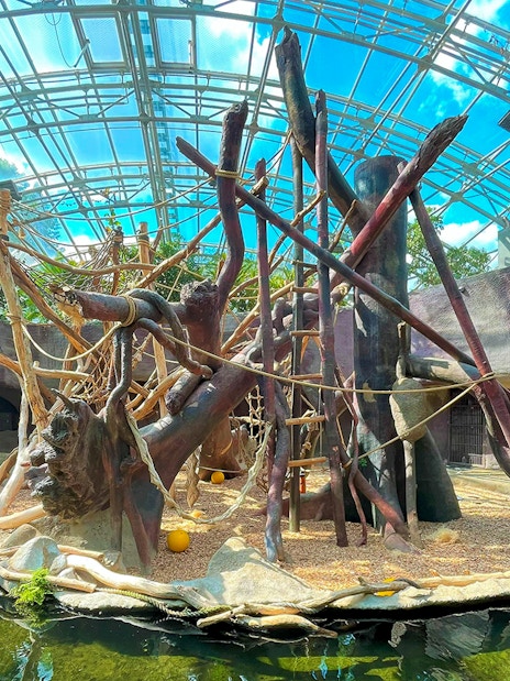 Prague Zoo indoor primate habitat with climbing structures and water feature.