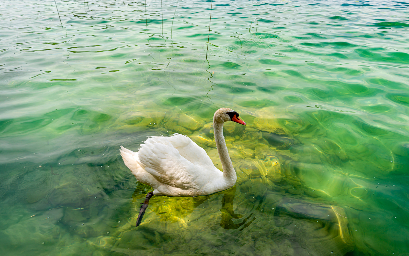 Swan gliding on clear Krka river in Croatia.