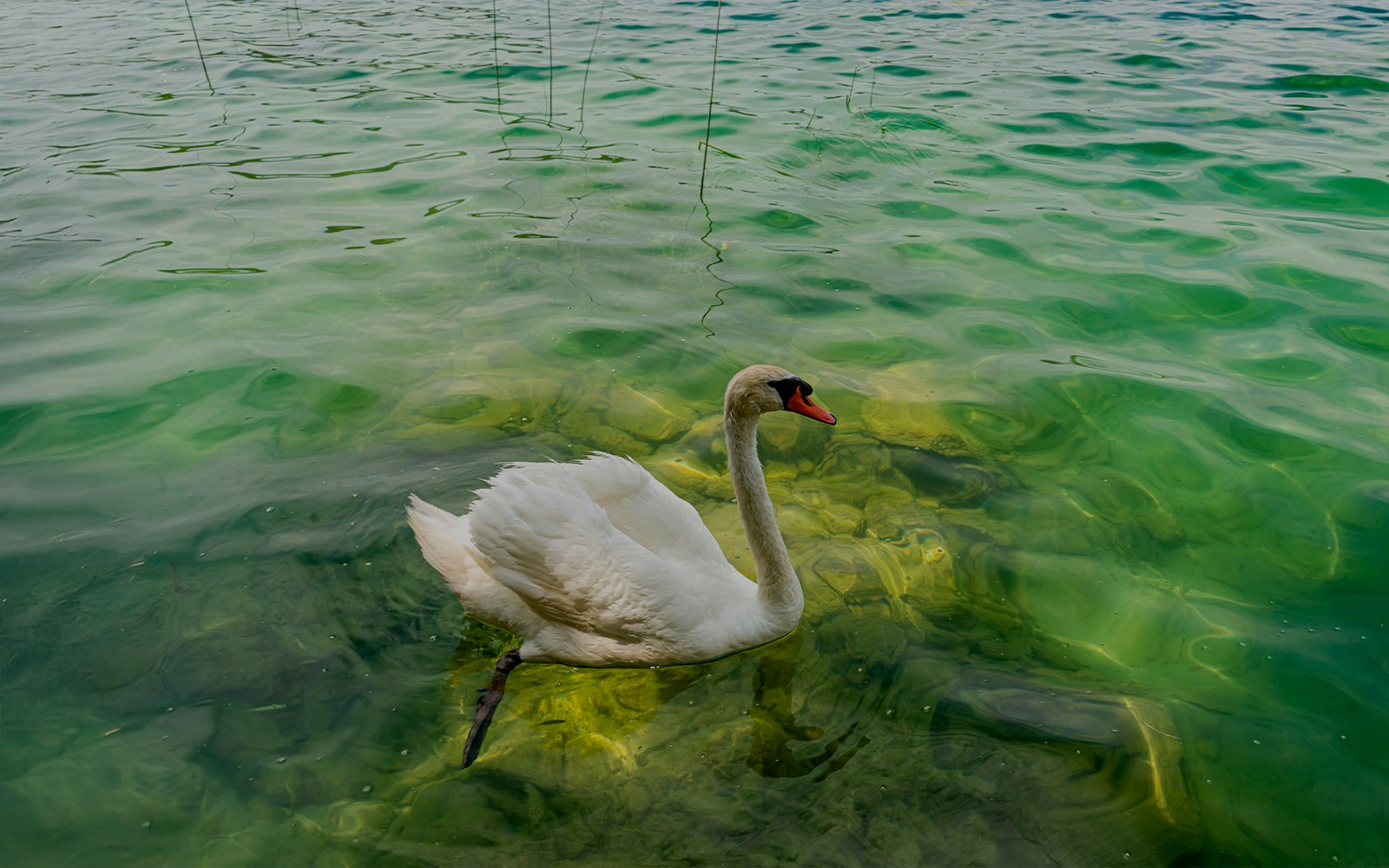 Swan gliding on clear Krka river in Croatia.
