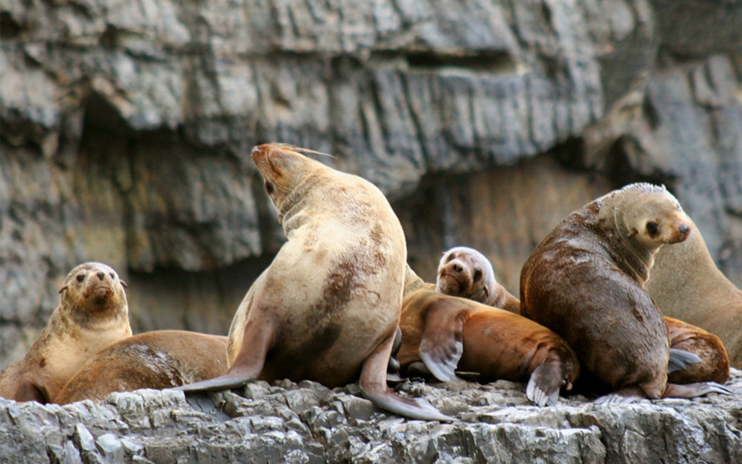 Seals resting on rocky shore during Tasman Island tour from Hobart.