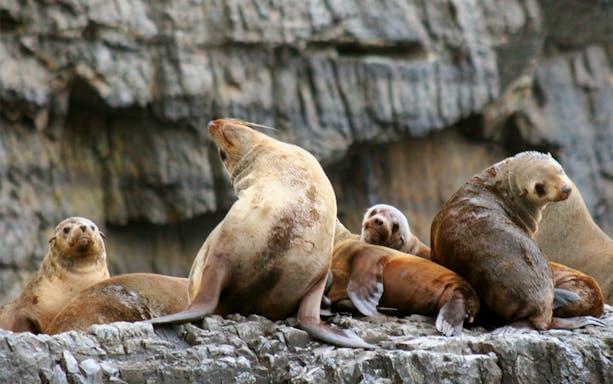Seals resting on rocky shore during Tasman Island tour from Hobart.