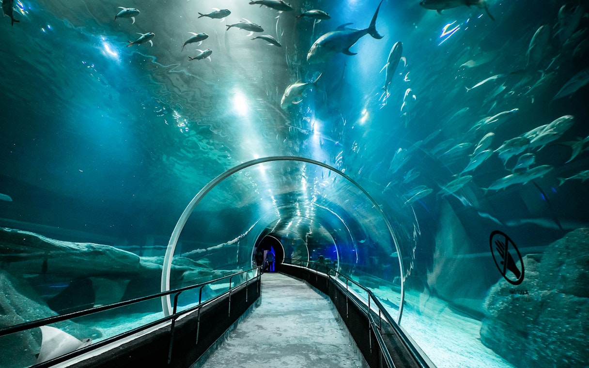Tourist walking through aquarium tunnel surrounded by sharks.