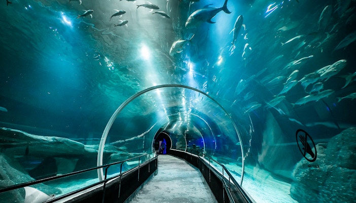 Tourist walking through aquarium tunnel surrounded by sharks.