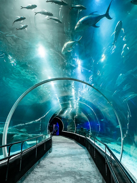 Tourist walking through aquarium tunnel surrounded by sharks.