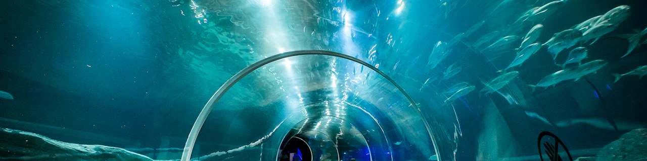 AquaRio: Biglietti per l'acquario di Rio de Janeiro