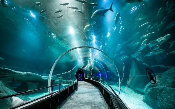 Tourist walking through aquarium tunnel surrounded by sharks.