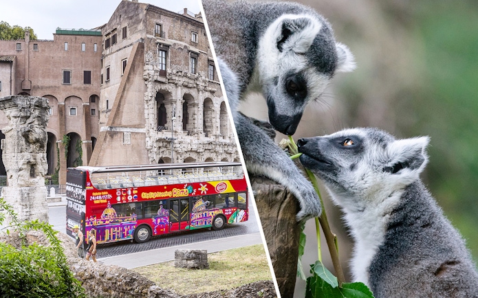 Hop-on hop-off bus near Roman ruins and lemurs at Rome Bioparco.