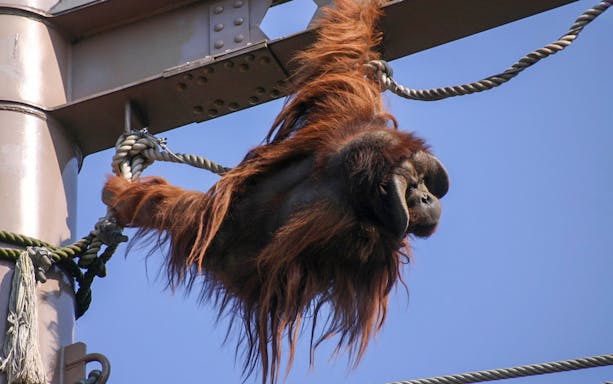 Orangutan hanging on ropes at Asahiyama Zoo, Japan.