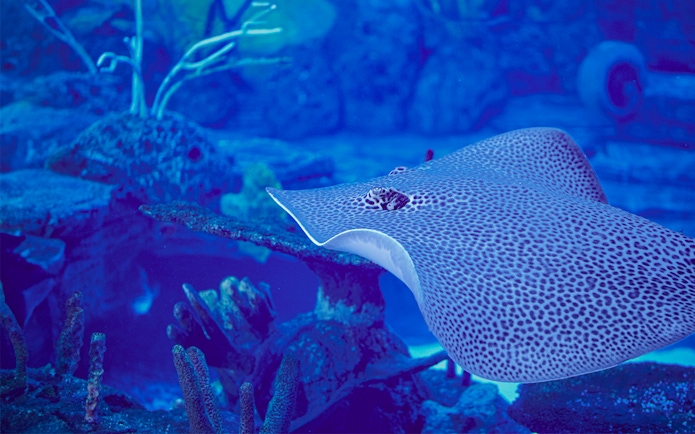 Spotted stingray swimming in Bali marine safari aquarium.