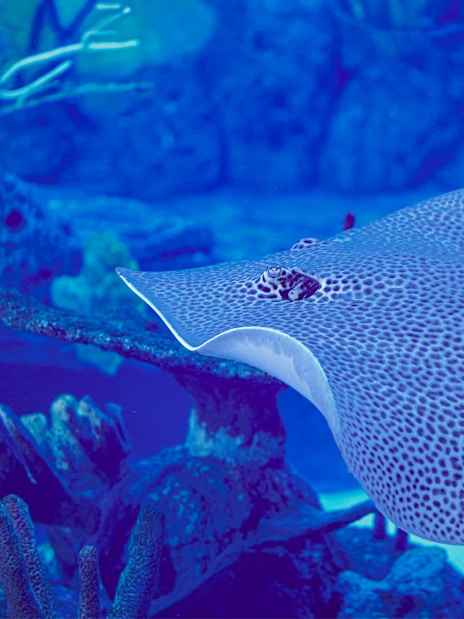 Spotted stingray swimming in Bali marine safari aquarium.