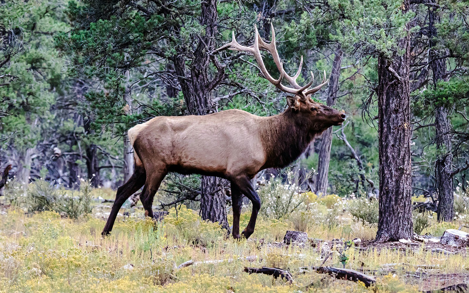 Rocky Mountain elk