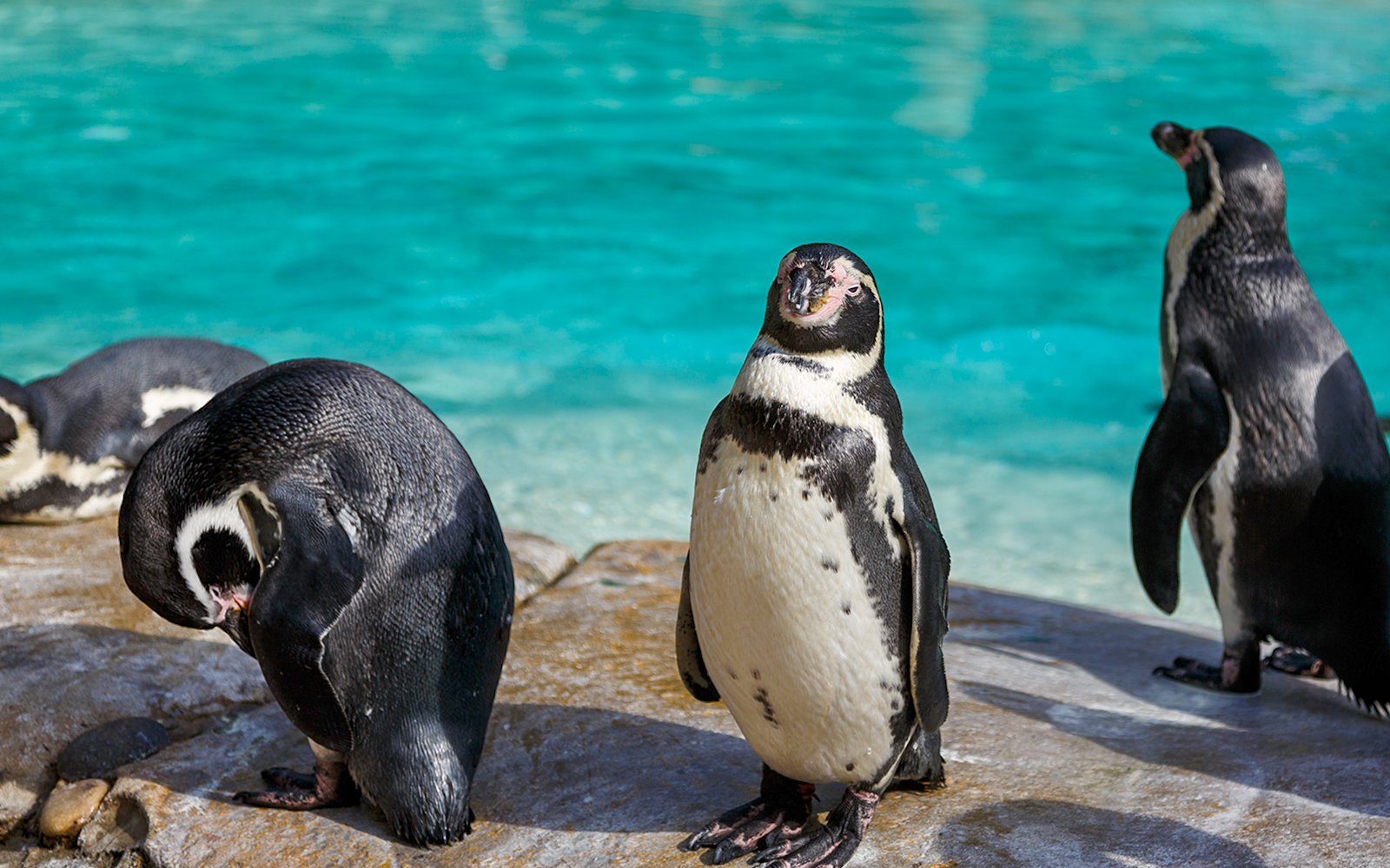 Penguins standing by the water at London Zoo.