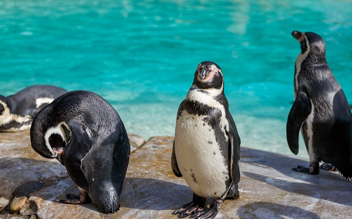 Penguins standing by the water at London Zoo.