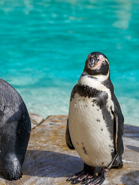 Penguins standing by the water at London Zoo.