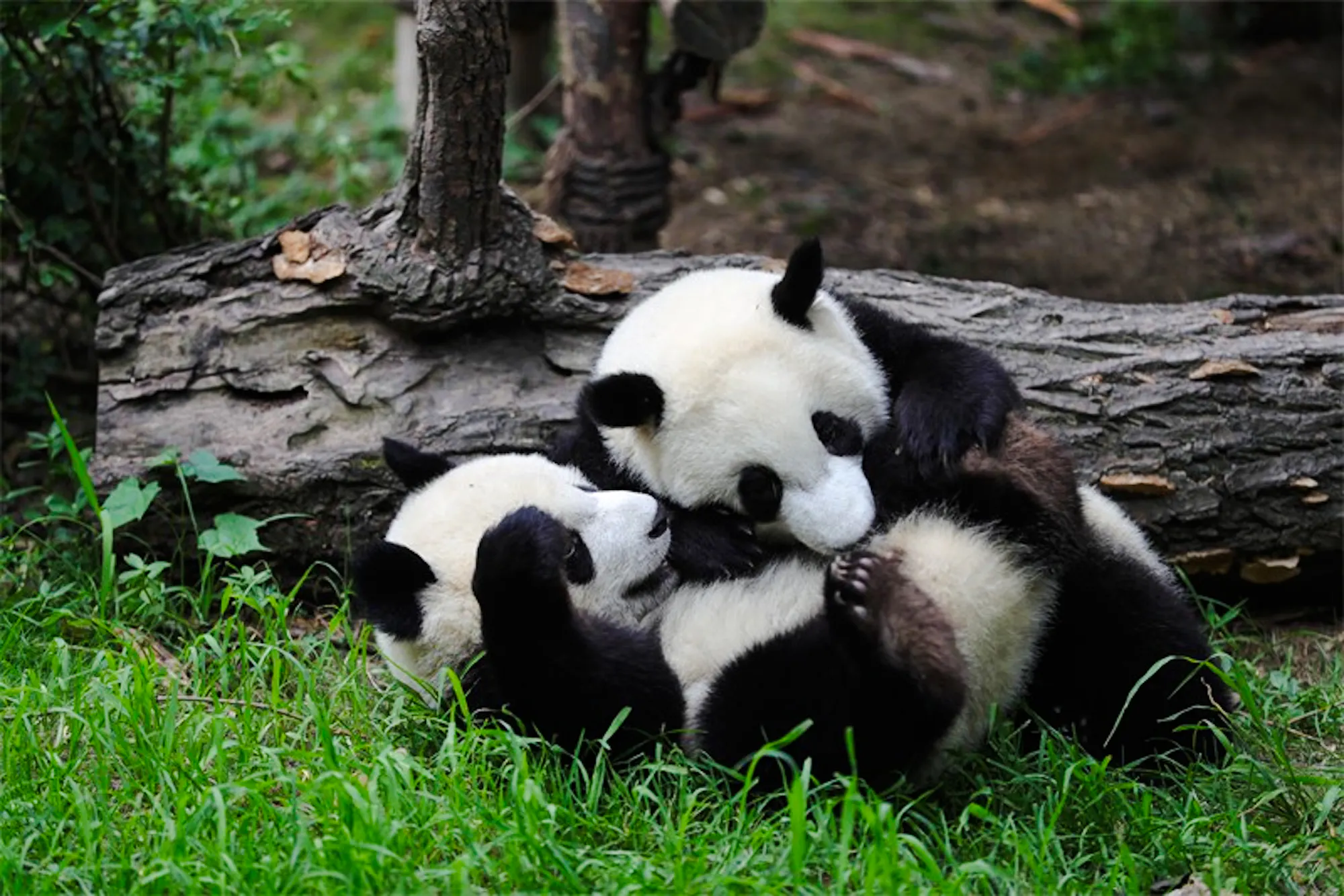 Pandas playing on grass in Chengdu, part of Chengdu Day Tour: Pandas, Sanxingdui Museum & Sichuan Opera.