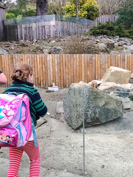Children watching meerkats at Edinburgh Zoo enclosure.