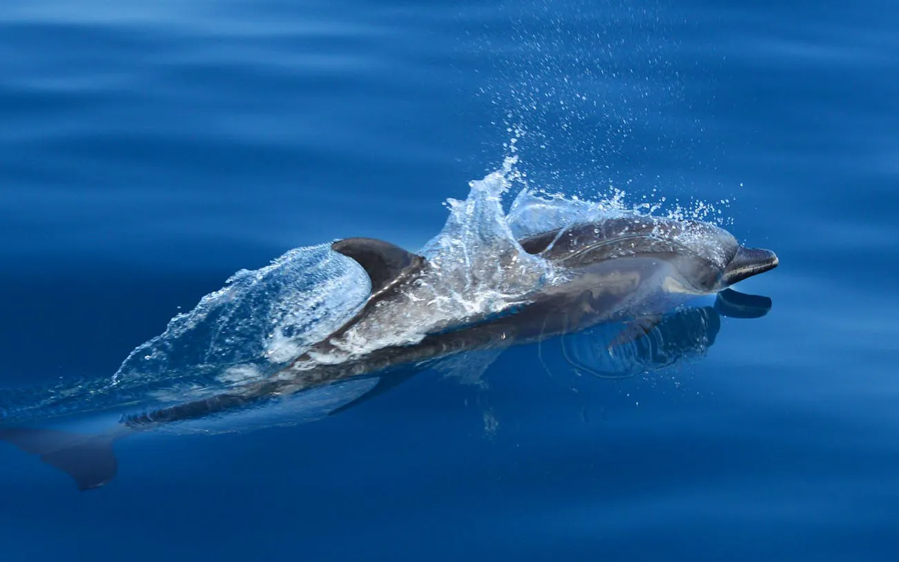 Dolphin swimming in clear blue waters near Manuel Antonio during catamaran cruise.