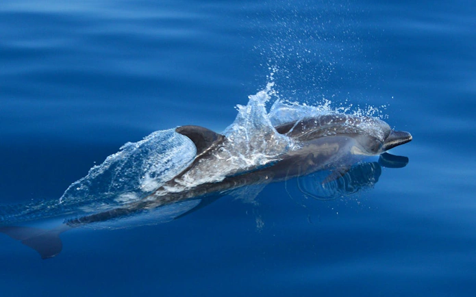 Dolphin swimming in clear blue waters near Manuel Antonio during catamaran cruise.