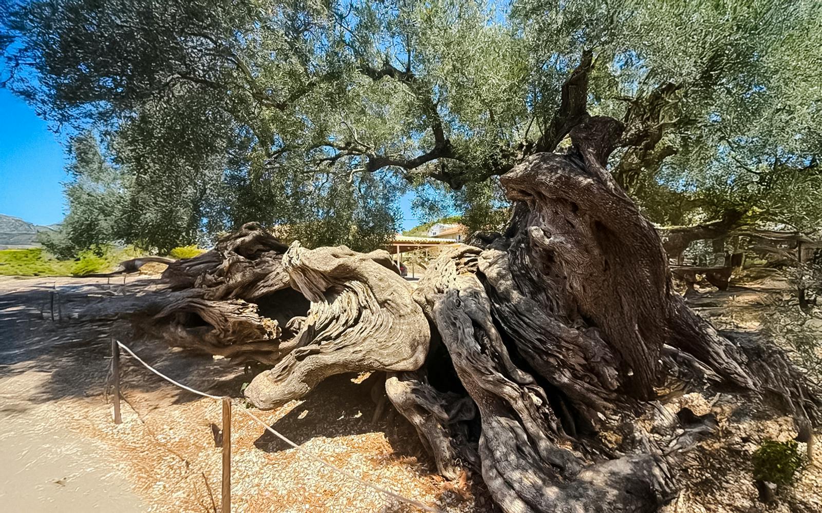 Ancient olive tree in Zakynthos, Greece, showcasing twisted branches and gnarled trunk.