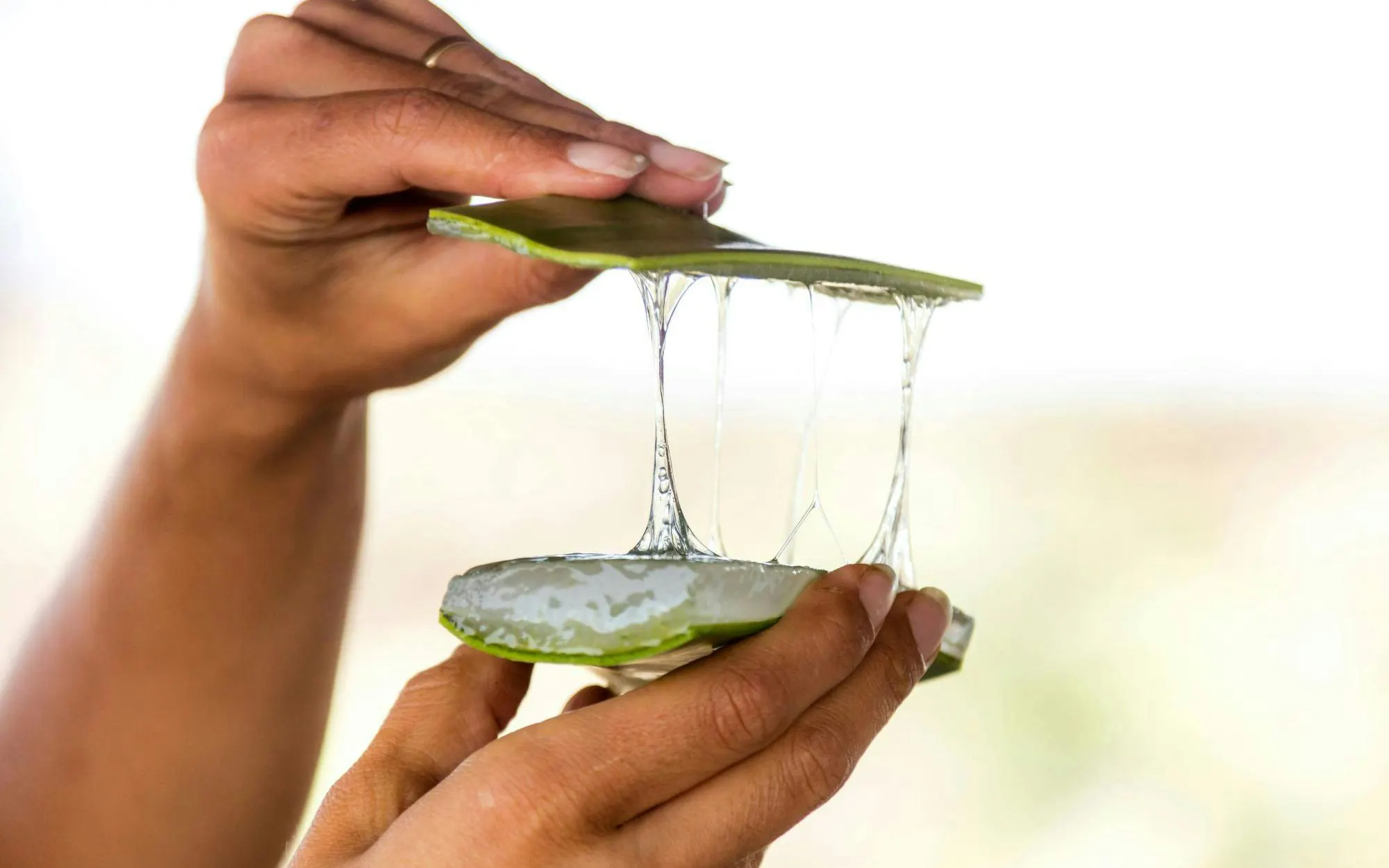Aloe vera gel being extracted from a leaf at a plantation.