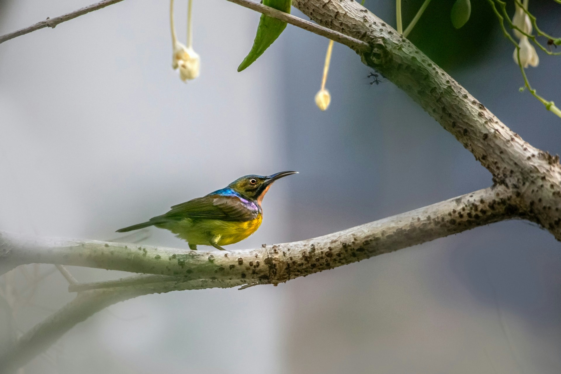 Birdwatching tour in lush forest, spotting diverse bird species in their natural habitat.