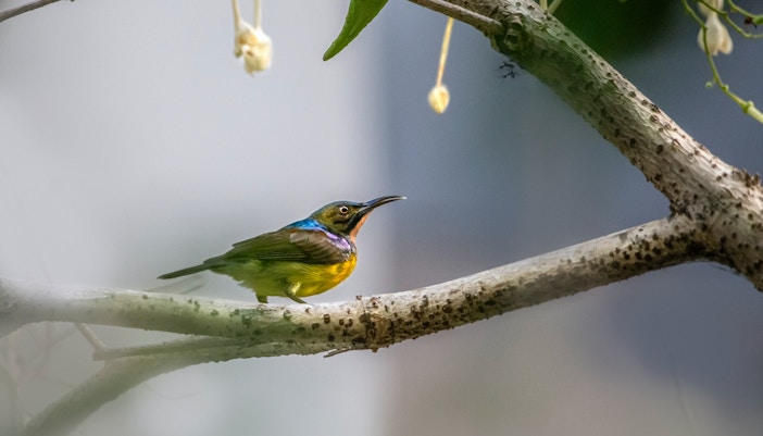 Birdwatching in the Antalya Green Canyon