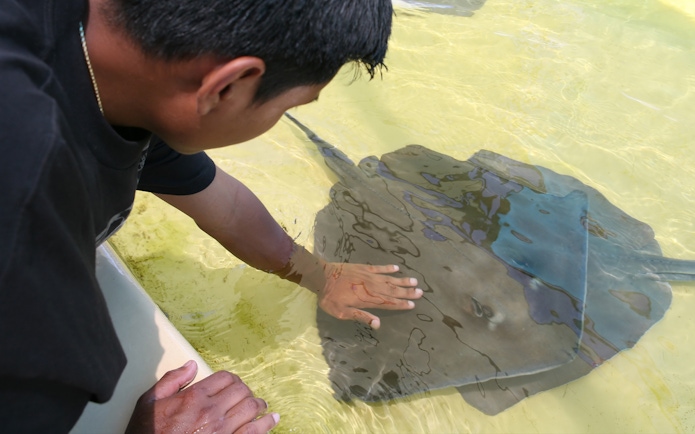 Person touching a stingray in shallow water at Irukandji Shark and Ray Encounters.
