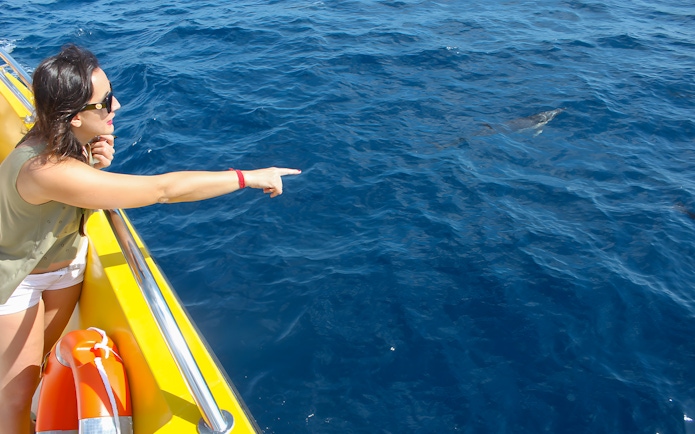 Tourist pointing at dolphins from a yellow mini speedboat on the ocean.