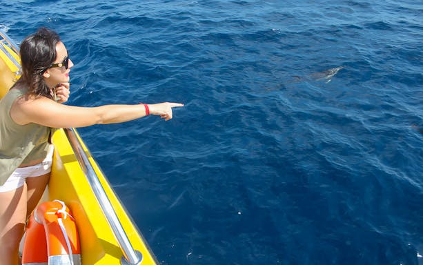 Tourist pointing at dolphins from a yellow mini speedboat on the ocean.