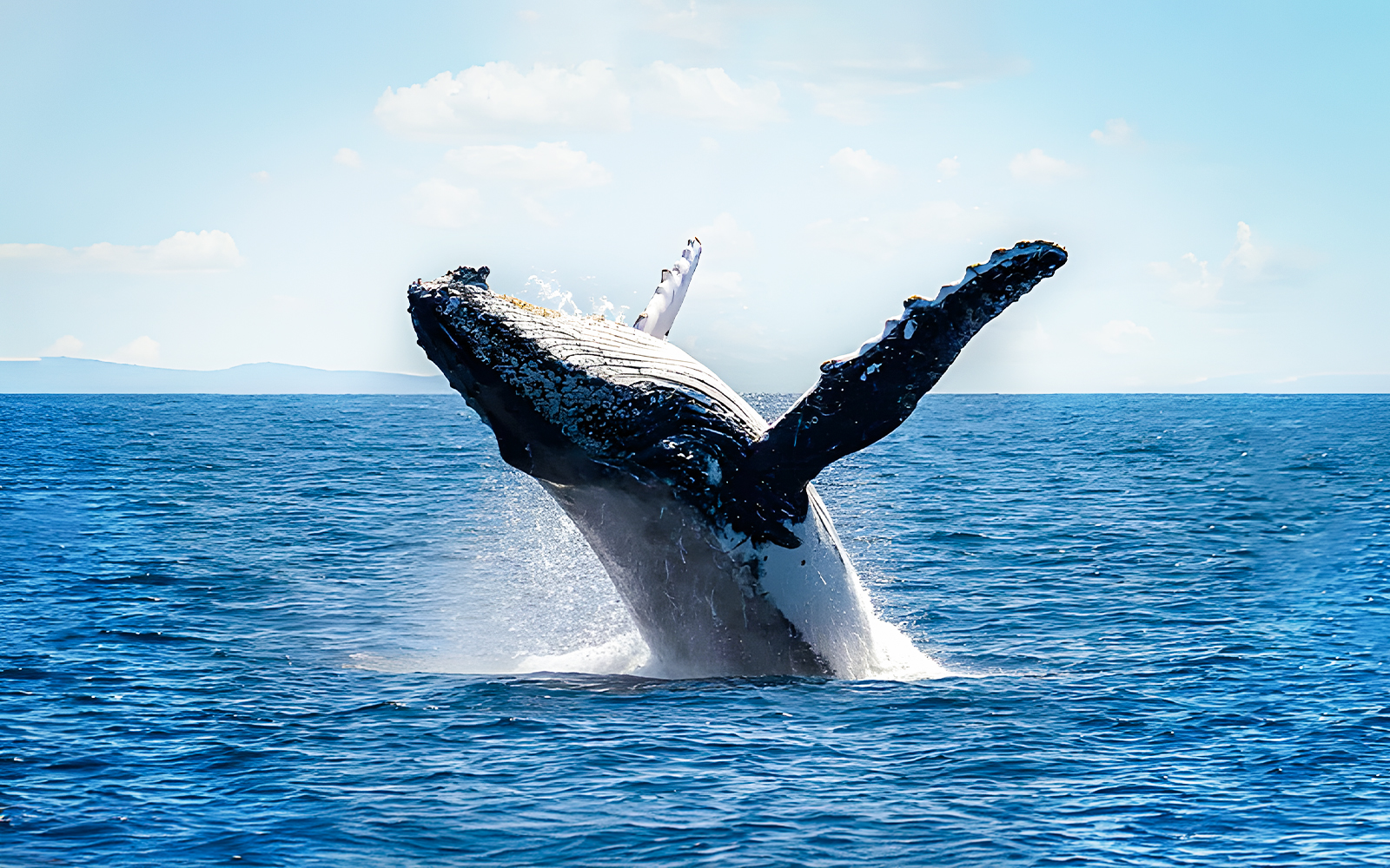 Sydney Whale Watching Cruises | Guaranteed Sighting