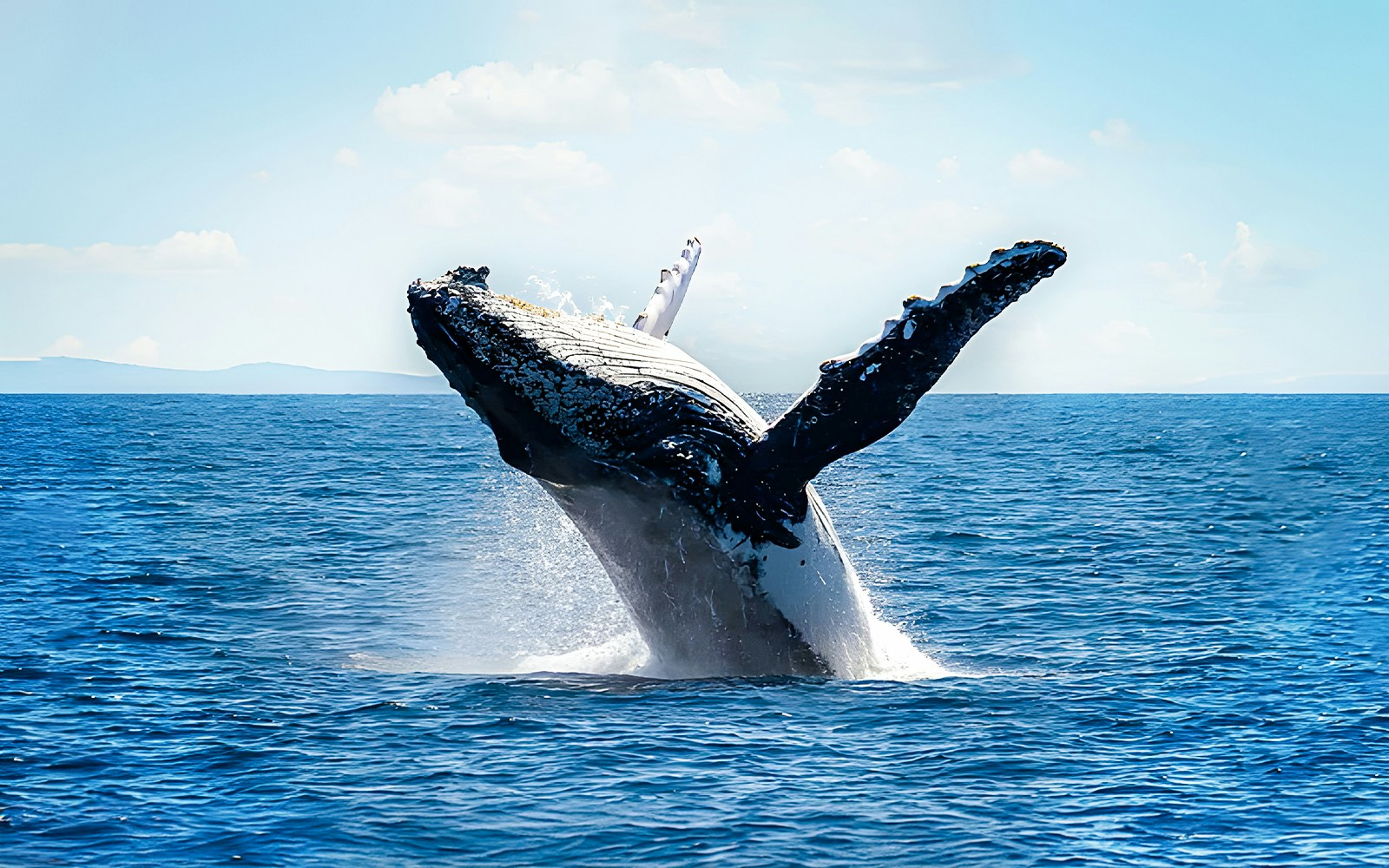 Sydney whale-watching cruises