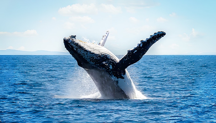 Whale breaching near a boat during a Sydney whale watching cruise.
