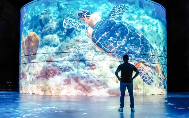 Guests viewing a large sea turtle display at Port des Lumières - Ocean Wonders.