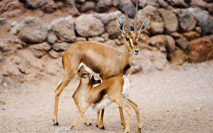 Gazelle mother nursing calf at Oasis Wildlife Fuerteventura entrance.