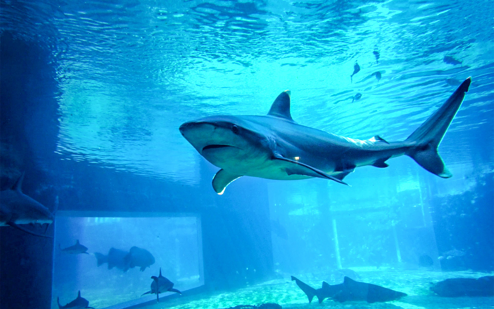 Shark swimming in a large tank at Ushaka Marine World aquarium.